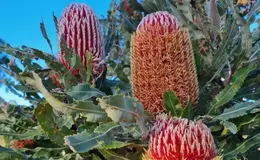 a close up of a plant