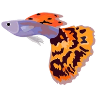 Guppy