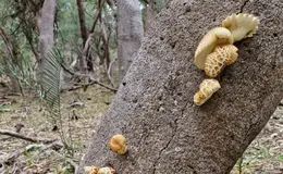 a tree trunk with mushrooms growing on it