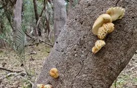 a tree trunk with mushrooms growing on it