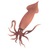 Squid