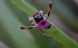 a close up of a bug