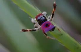 a close up of a bug